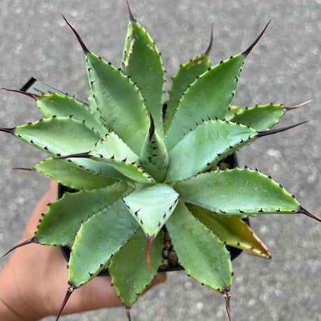 CATEGORY アガベ | STELLA.PLANTS CATEGORY アガベ | STELLA.PLANTS