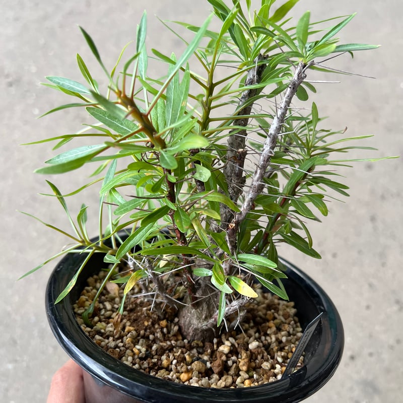 フォークイエリア プルプシー | STELLA.PLANTS フォークイエリア プルプシー | STELLA.PLANTS