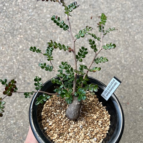 オペルクリカリアデカリー | STORES