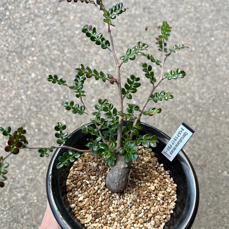 オペルクリカリア☆デカリー(根挿し5～6年目) オペルクリカリア デカリー 根挿し | GREEN LUCK