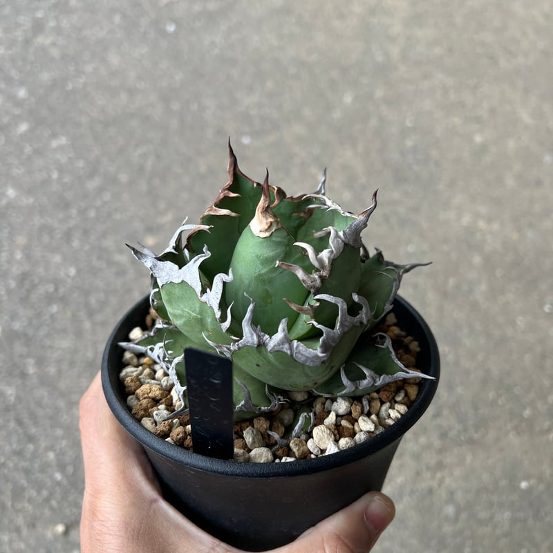 アガベ シーザー1 | STELLA.PLANTS