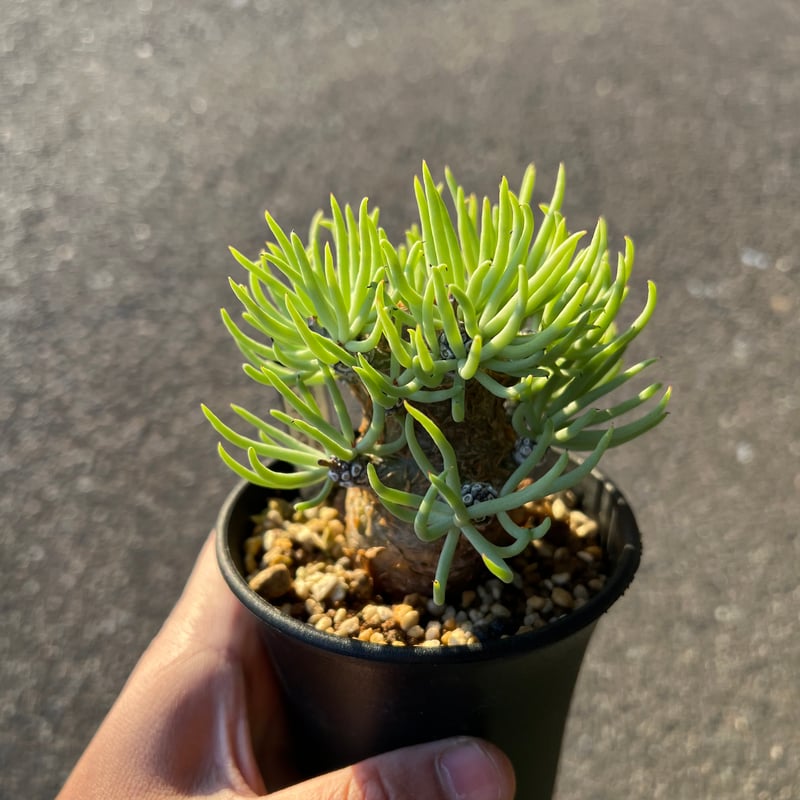 チレコドン ペアルソニー1 | STELLA.PLANTS