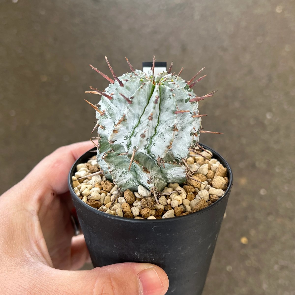 ユーフォルビア　ホリダアルバ　白肌 ユーフォルビア ホリダアルバ | STELLA.PLANTS