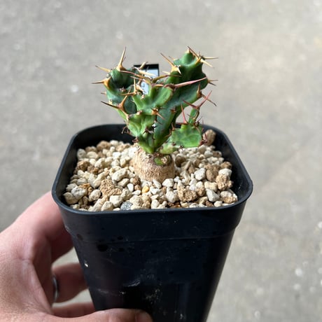 ユーフォルビアクラビゲラ | STORES ユーフォルビアクラビゲラ | STORES