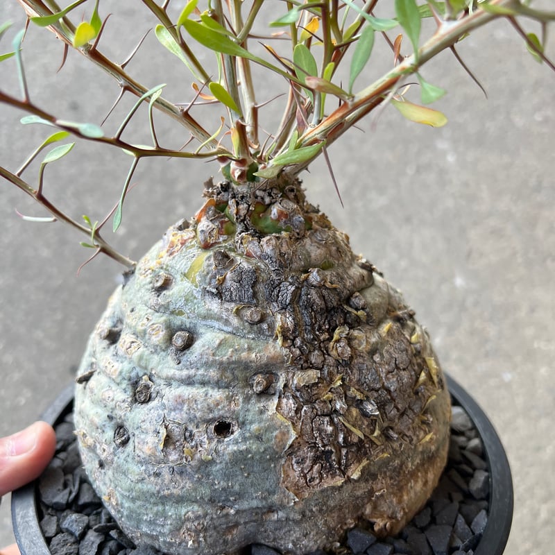 フォークイエリア コルムナリス 観峰玉 | STELLA.PLANTS