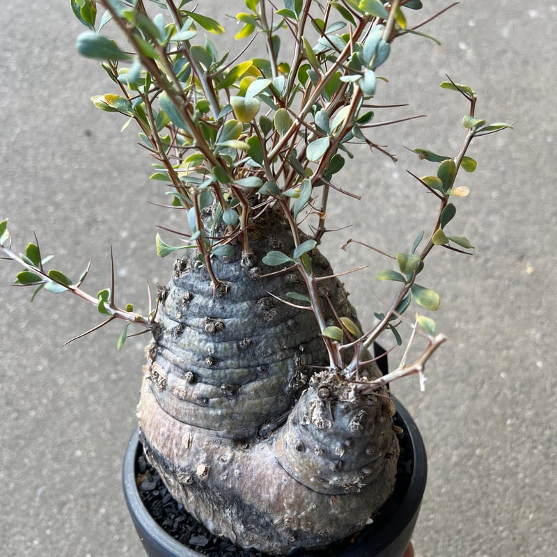 フォークイエリア コルムナリス 観峰玉 | STELLA.PLANTS