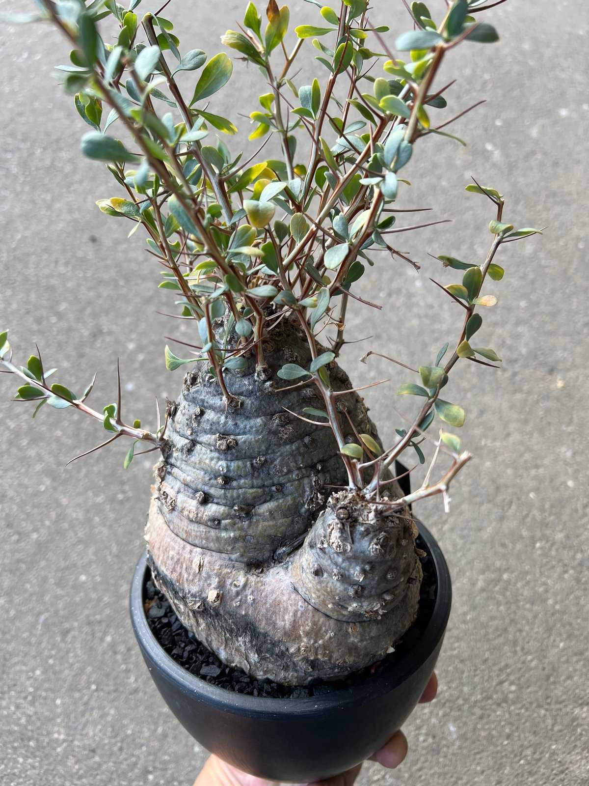 フォークイエリア コルムナリス 観峰玉 | STELLA.PLANTS