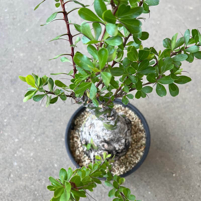 フォークイエリア ファシクラータ | STELLA.PLANTS