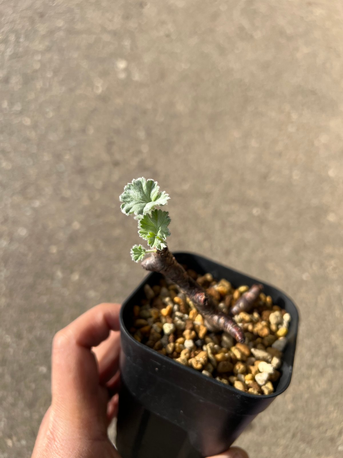 ペラルゴニウム ミラビレ 2 | STELLA.PLANTS