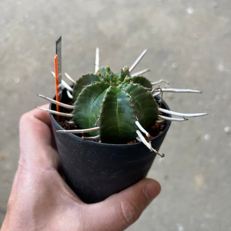ユーフォルビア バリダ、メス株　2