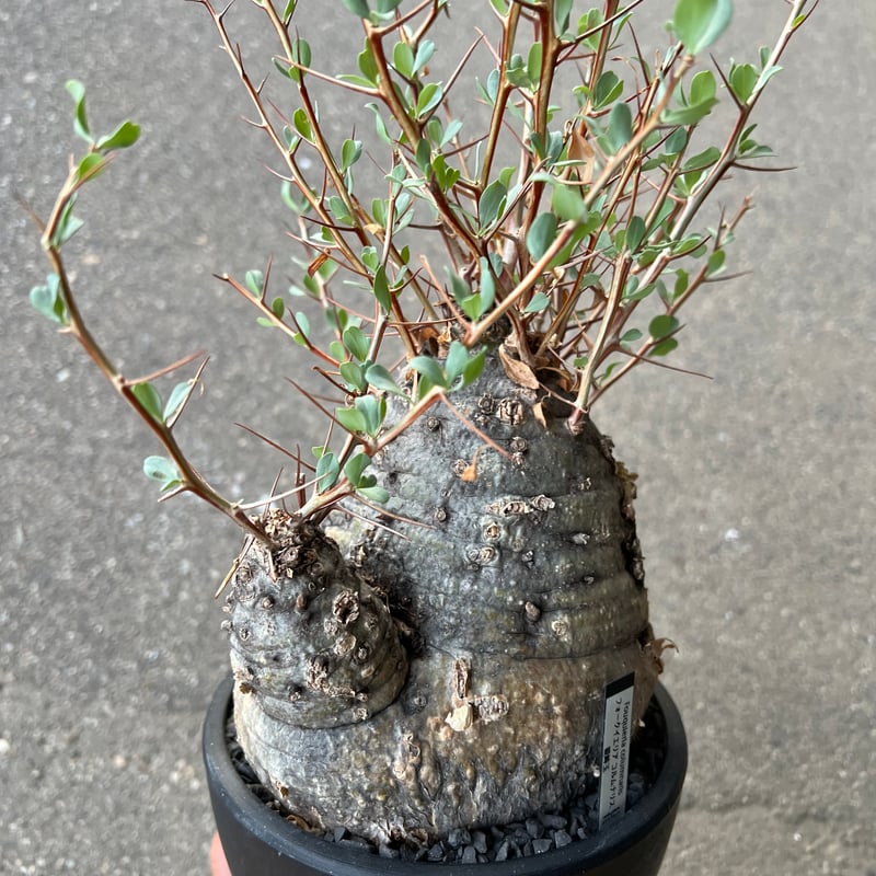 フォークイエリア　コルムナリス　観峰玉 フォークイエリア コルムナリス 観峰玉 | STELLA.PLANTS