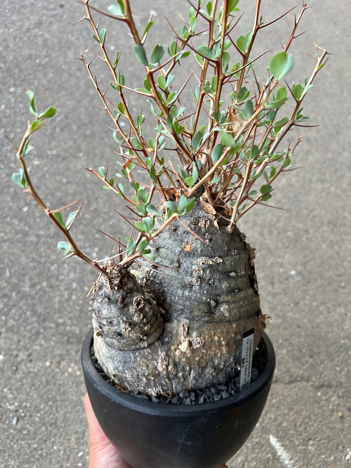 b*5様 メキシコソノラ砂漠原産フォークイエリアコルムナリス フォークイエリア コルムナリス 