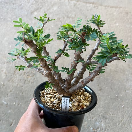 センナメリディオナリス センナ 実生 6本セット 塊根植物 センナメリディオナリス センナ 実生 6本セット 塊根植物