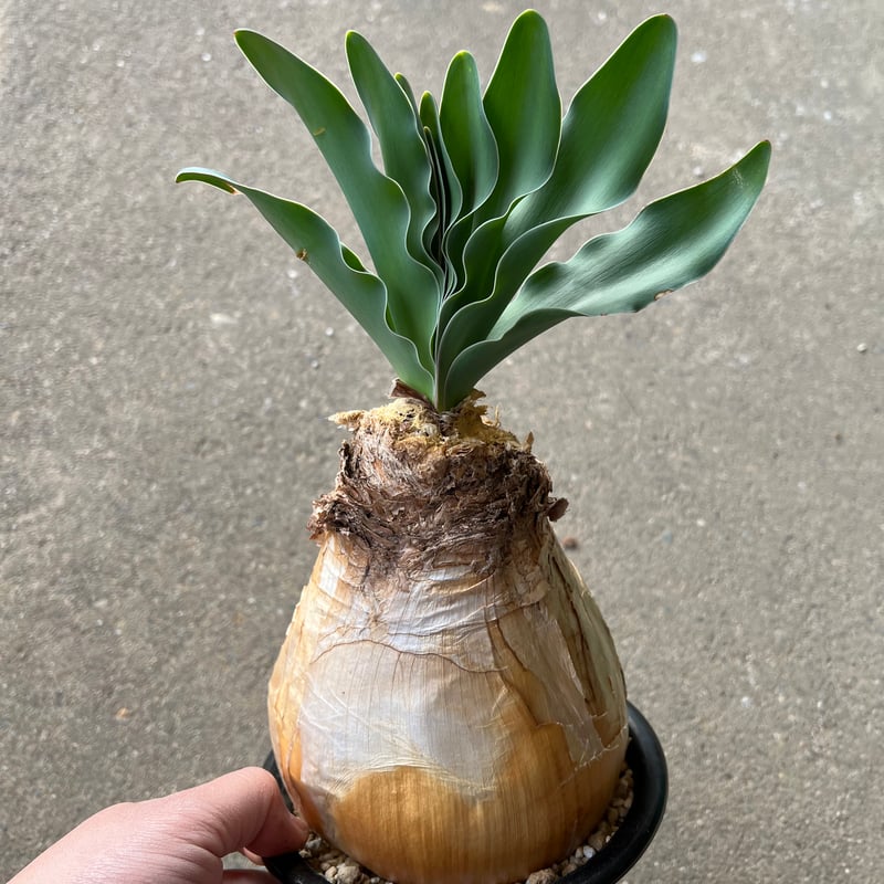 ブーファン ハエマンソイデス | STELLA.PLANTS ブーファン ハエマンソイデス | STELLA.PLANTS