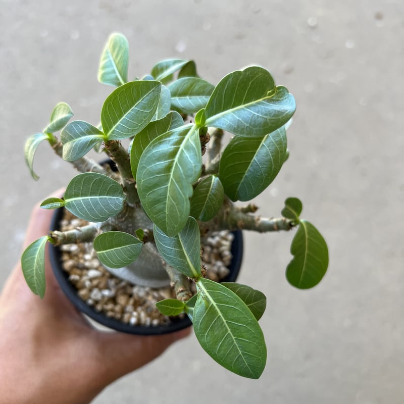 アデニウム アラビカム ドワーフタイプ | STELLA.PLANTS アデニウム アラビカム ドワーフタイプ | STELLA.PLANTS
