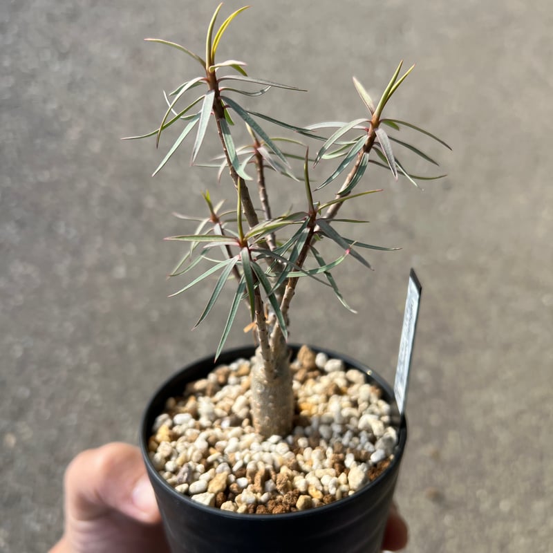 ユーフォルビア バルサミフェラ4 | STELLA.PLANTS