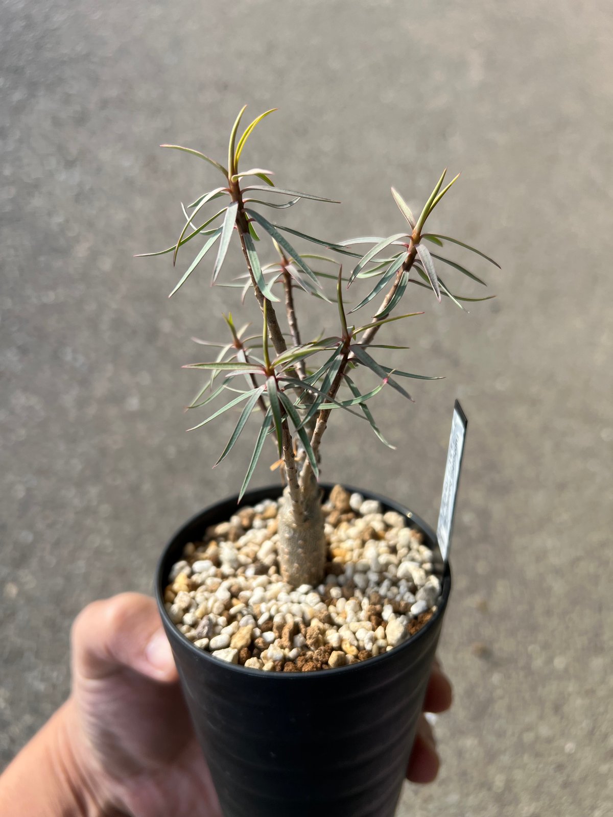 バルサミフェラ　1点のみ　超良型　激レア　ユーフォルビア 極上品 バルサミフェラ 1点のみ 超良型 激レア ユーフォルビア 極上品