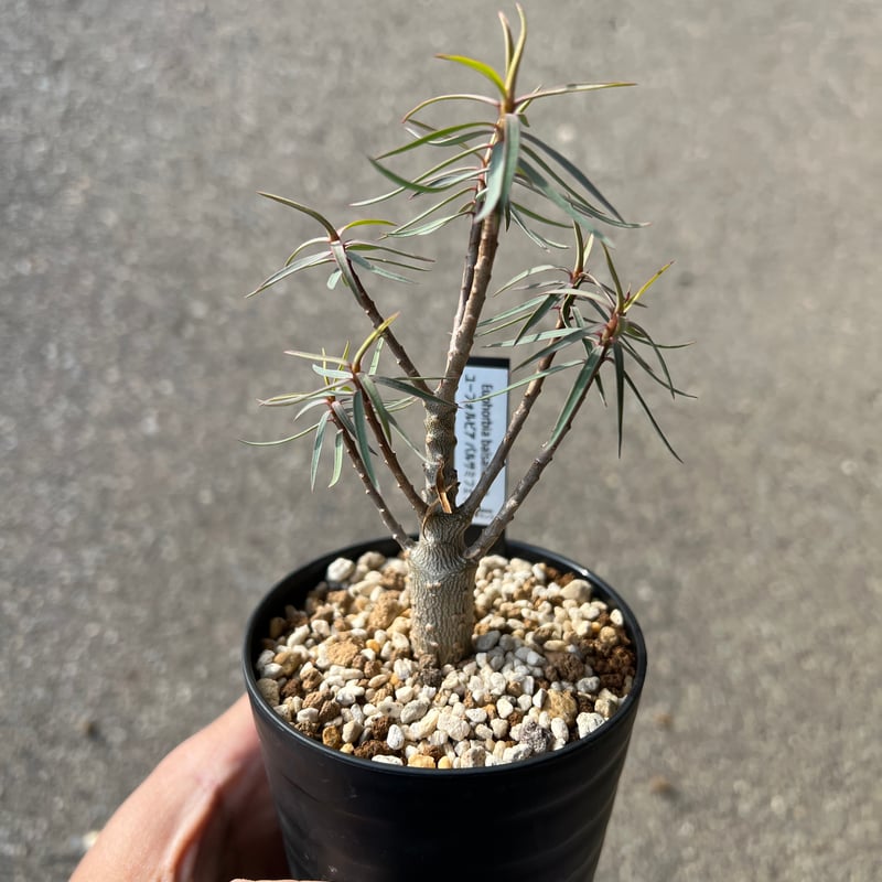 ユーフォルビア バルサミフェラ4 | STELLA.PLANTS