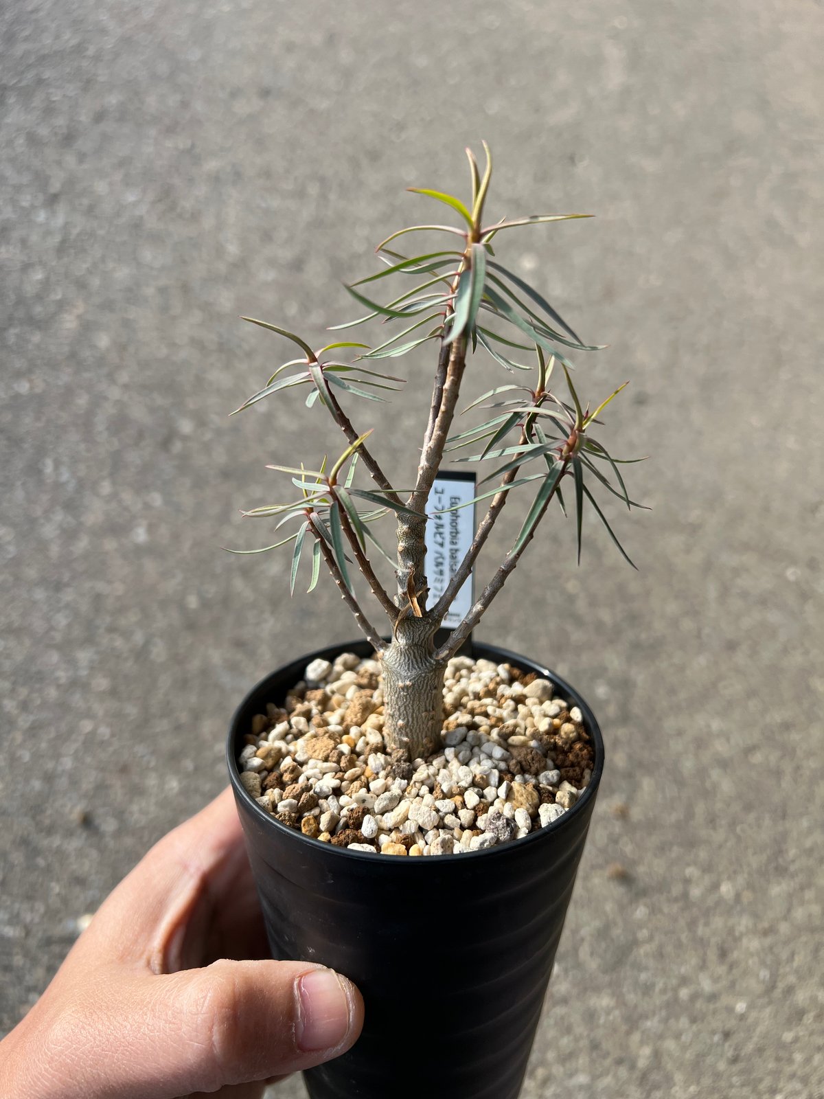 ユーフォルビア バルサミフェラ4 | STELLA.PLANTS