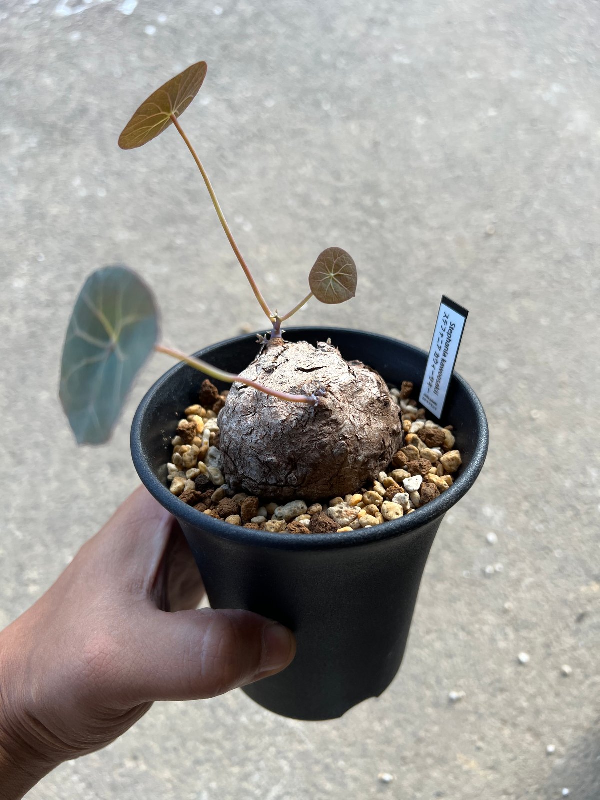 ステファニアカウィーサキー ステファニア カウィーサキー | STELLA.PLANTS