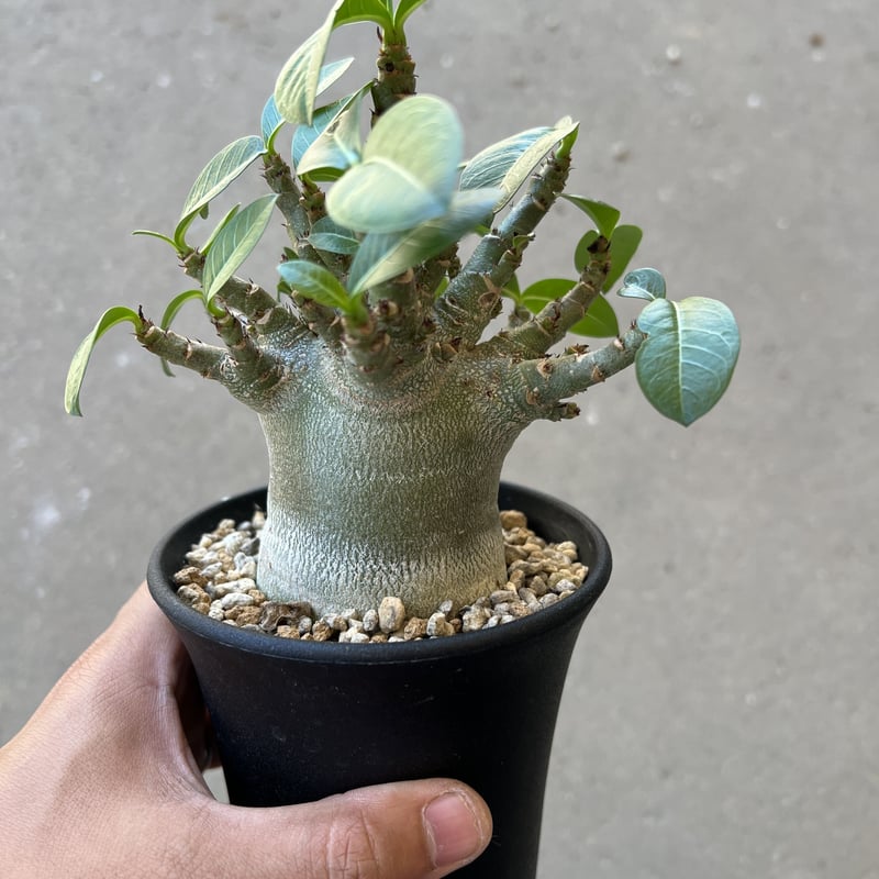 【2024福袋】 アラビカム アデニウム ドワーフタイプ STELLA.PLANTS | 塊根植物・コーデックス