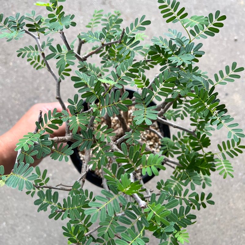 センナ メリディオナリス | STELLA.PLANTS センナ メリディオナリス | STELLA.PLANTS