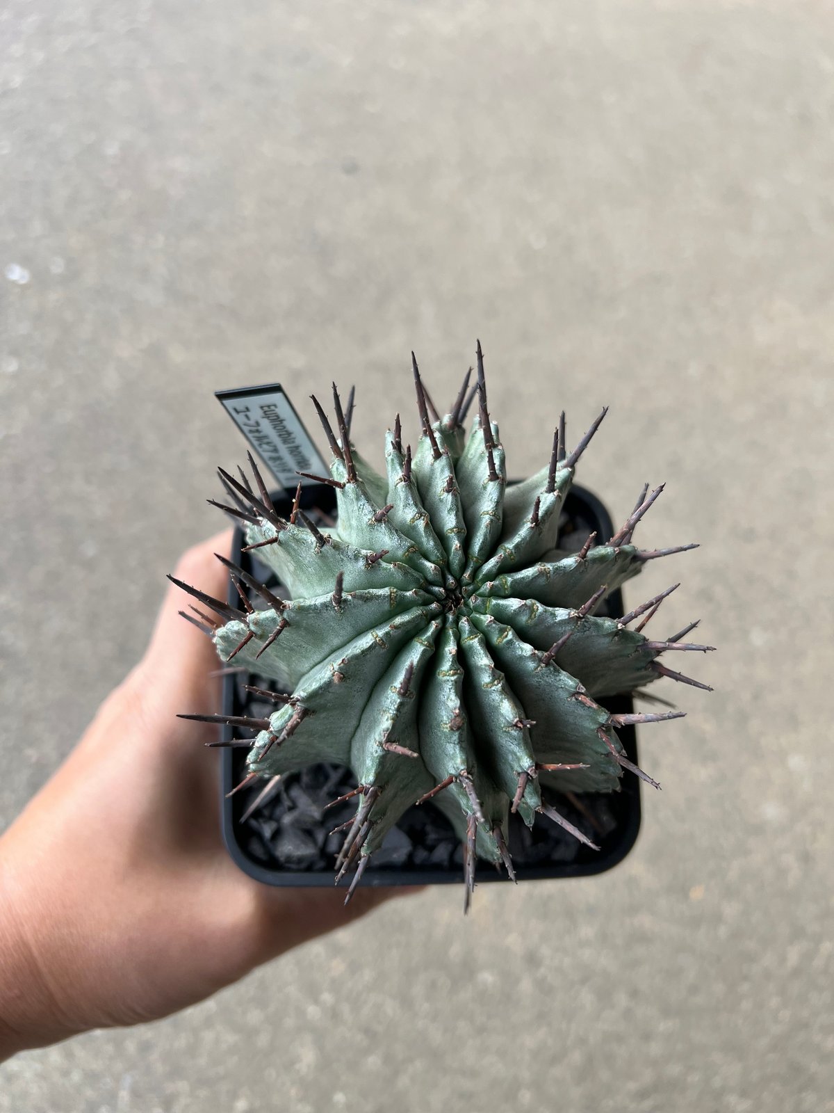 ユーフォルビア ホリダ RS202 ① ユーフォルビア ホリダ RS202 ①