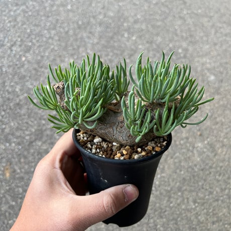 チレコドンペアルソニー | STORES