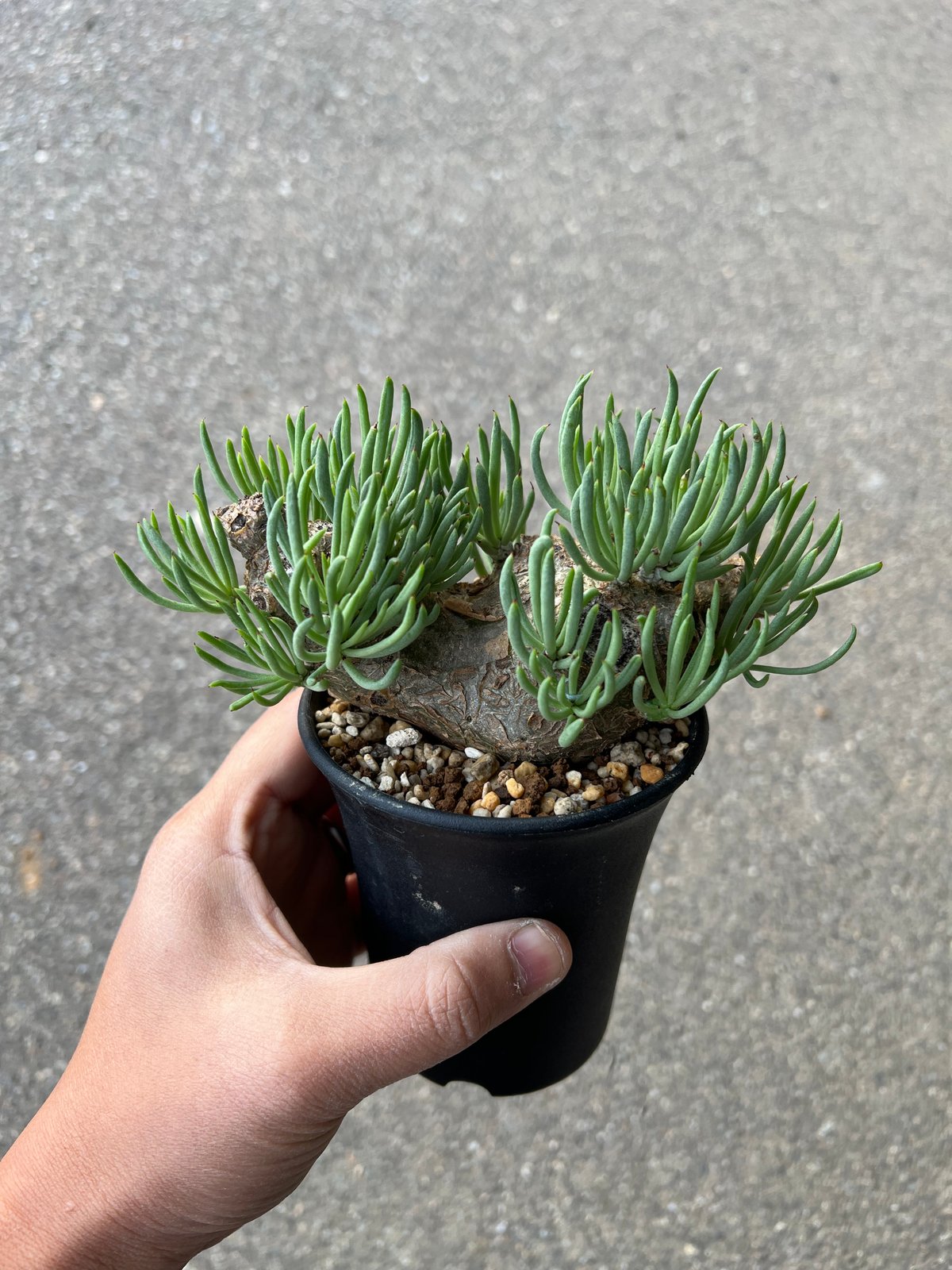 チレコドン ペアルソニー9 | STELLA.PLANTS