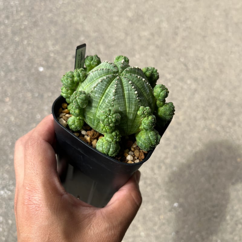 ユーフォルビア シンメトリカ1 | STELLA.PLANTS