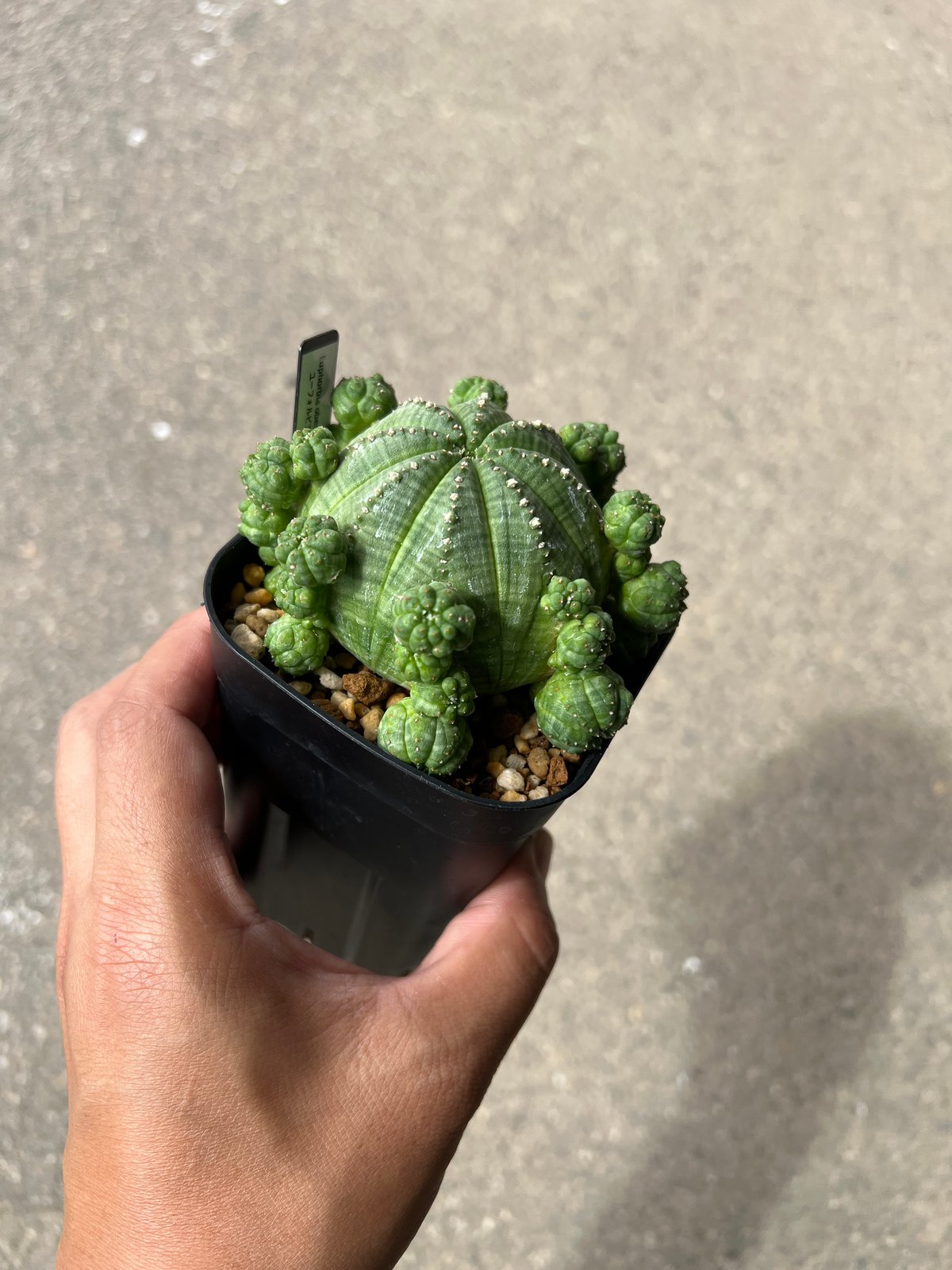 ユーフォルビア シンメトリカ1 | STELLA.PLANTS