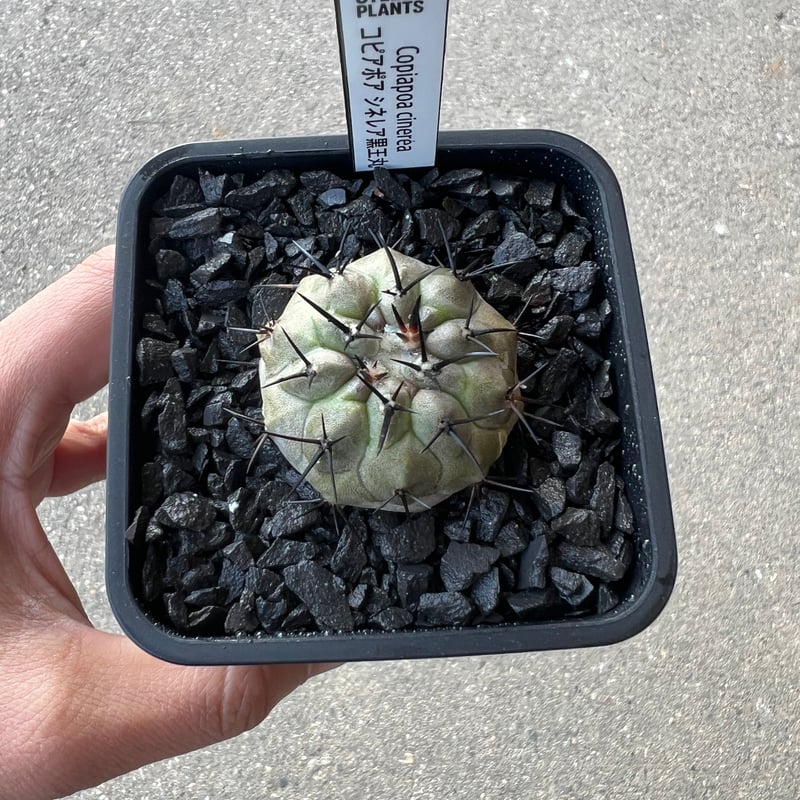H*T様 【開花球】コピアポア　シネレア　黒王丸　未発根 コピアポア シネレア黒王丸1 | STELLA.PLANTS