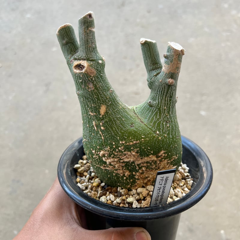 アデニア プセウドグロボーサ 現地球 アデニア プセウドグロボーサ | STELLA.PLANTS