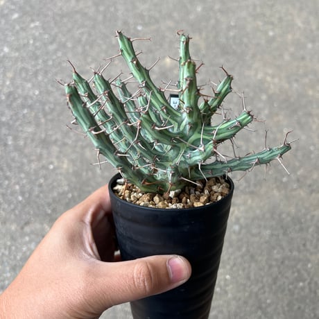 CATEGORY ユーフォルビア | STELLA.PLANTS