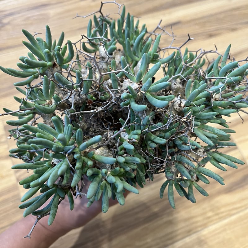 チレコドン レティキュラーツス 万物想 | STELLA.PLANTS チレコドン レティキュラーツス 万物想 | STELLA.PLANTS