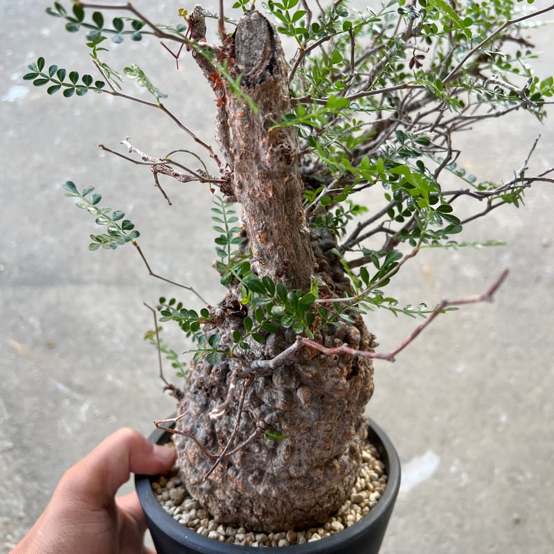 オペルクリカリア パキプス | STELLA.PLANTS