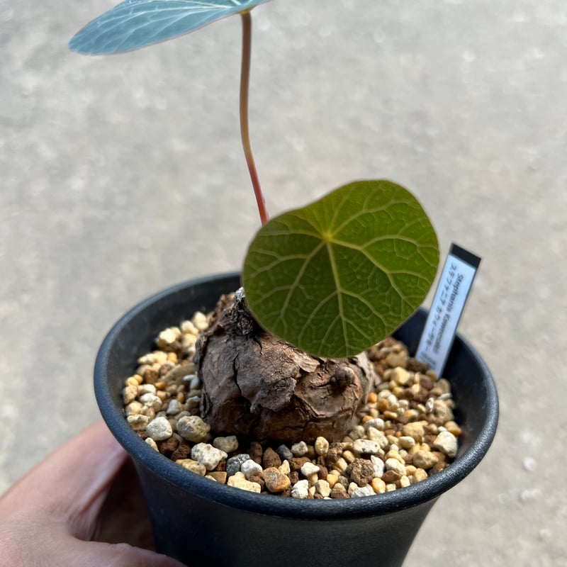 ステファニア カウィーサキー | STELLA.PLANTS ステファニア カウィーサキー | STELLA.PLANTS