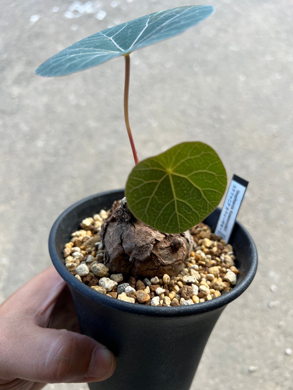 ステファニア カウィーサキー Stephania kaweesakii