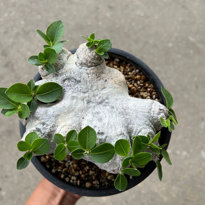 パキポディウム ブレビカウレ 恵比寿笑い | STELLA.PLANTS パキポディウム ブレビカウレ 恵比寿笑い | STELLA.PLANTS
