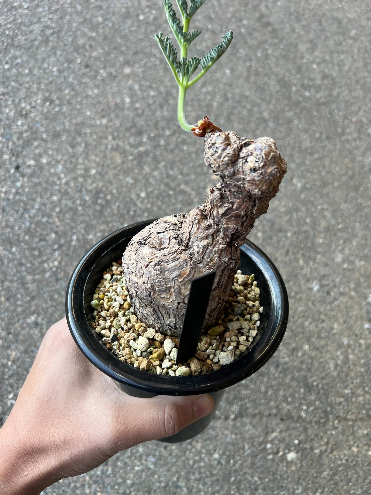 ペラルゴニウム トリステ ペラルゴニウム トリステ | ソレトナ植物店