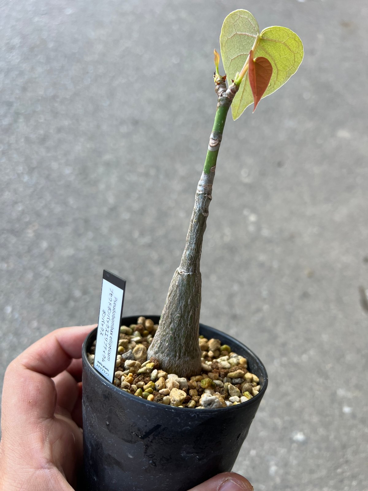 プセウドボンバックス エリプティクム3 | STELLA.PLANTS