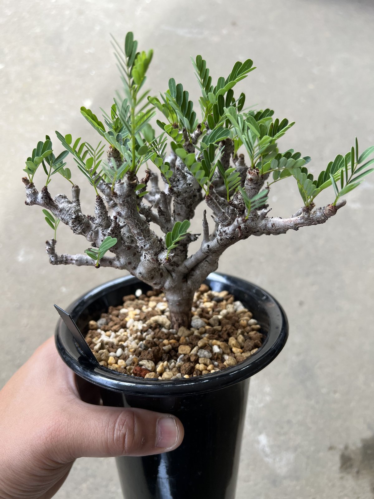 センナメリディオナリス　実生　ミニラン4 Yahoo!オークション - 【実生】 センナ メリディオナリス