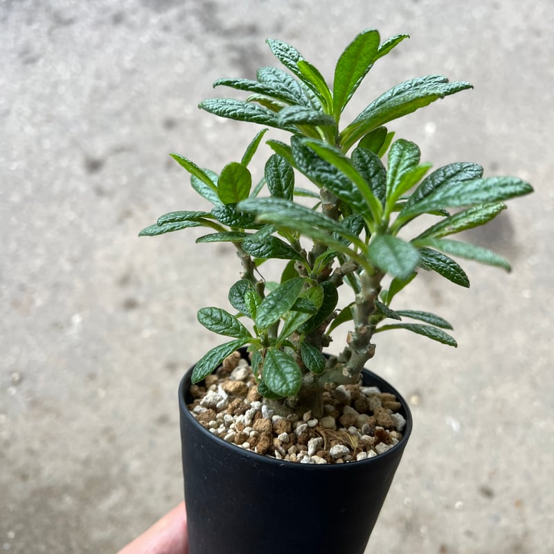 ドルステニア ギガス ドルステニア ギガス／Dorstenia gigas no.60576 | 芽の巣山