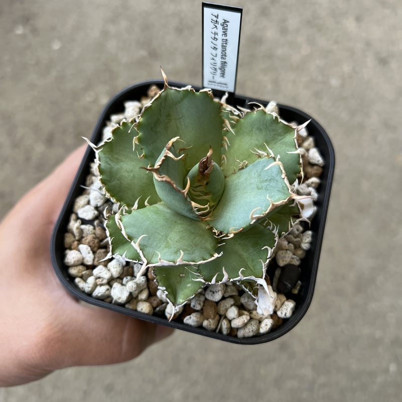 アガベ チタノタ フィリグリー | STELLA.PLANTS アガベ チタノタ フィリグリー | STELLA.PLANTS