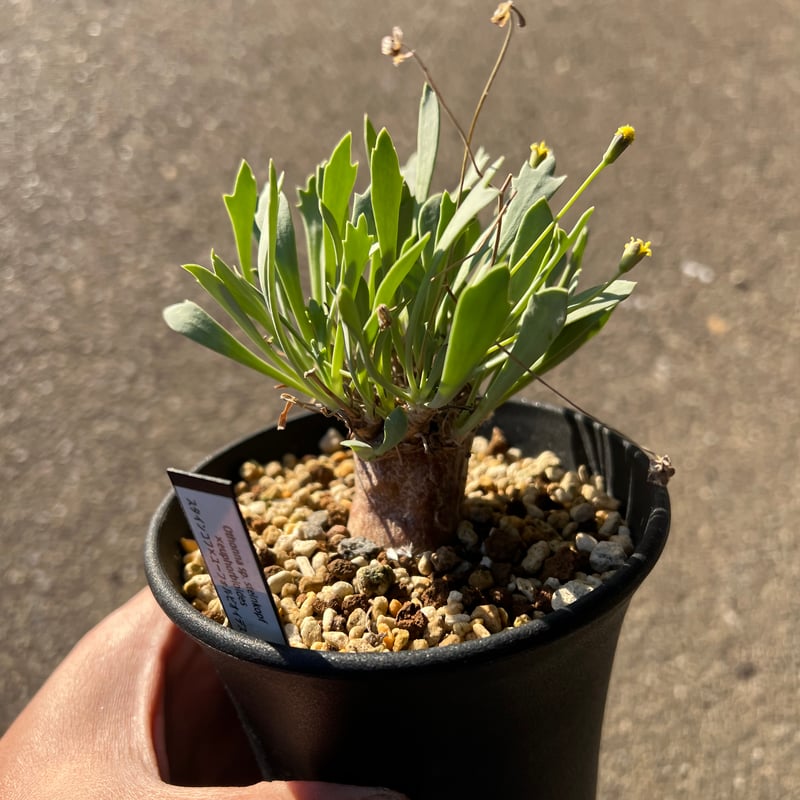 オトンナ ユーフォルビオイデス トリプリネルビア スティンコフ 14本セット オトンナ スタインコフ×ユーフォルビオイデス | STELLA.PLANTS