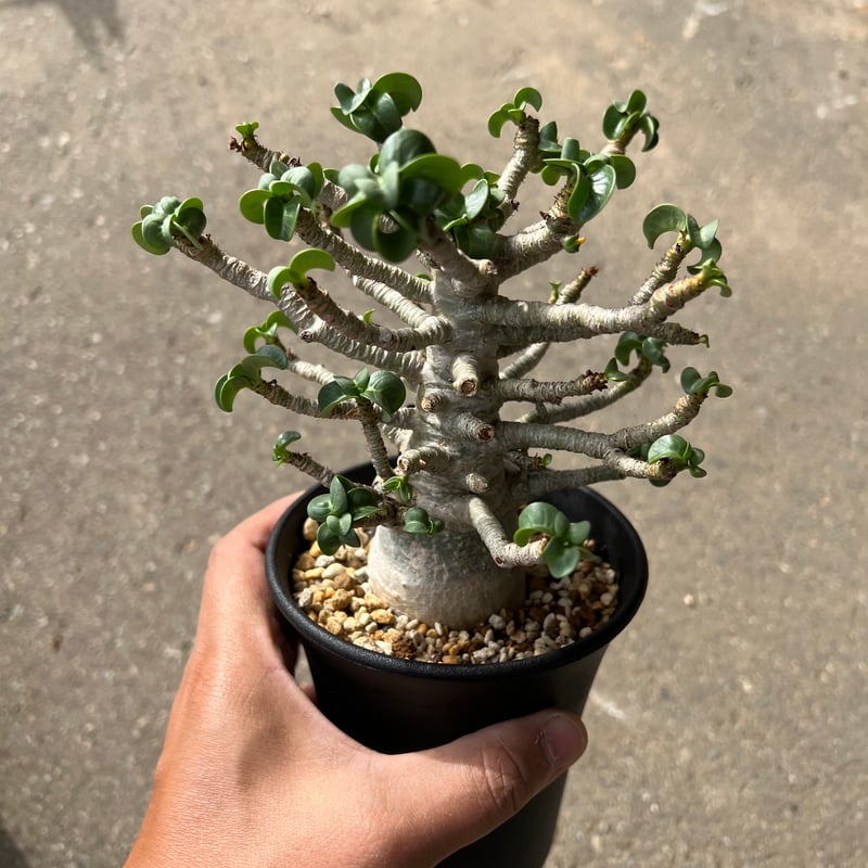 アデニウム D.H.A 獅子葉 2 | STELLA.PLANTS