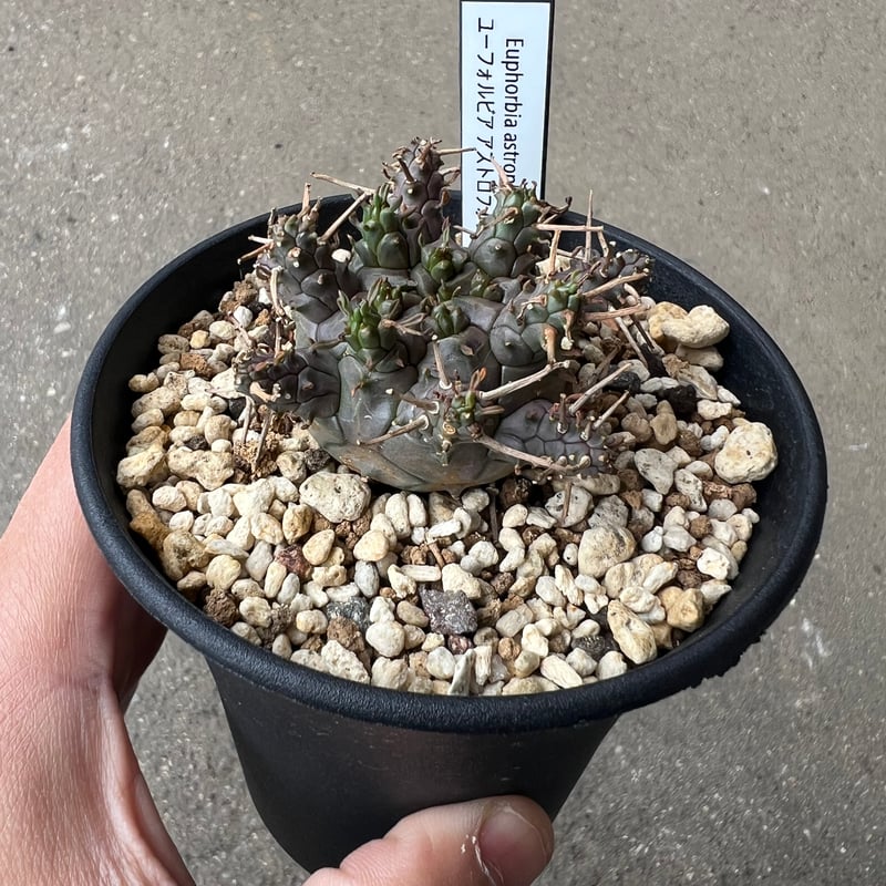 ユーフォルビア アストロフォラ ラスト1株 | STELLA.PLANTS