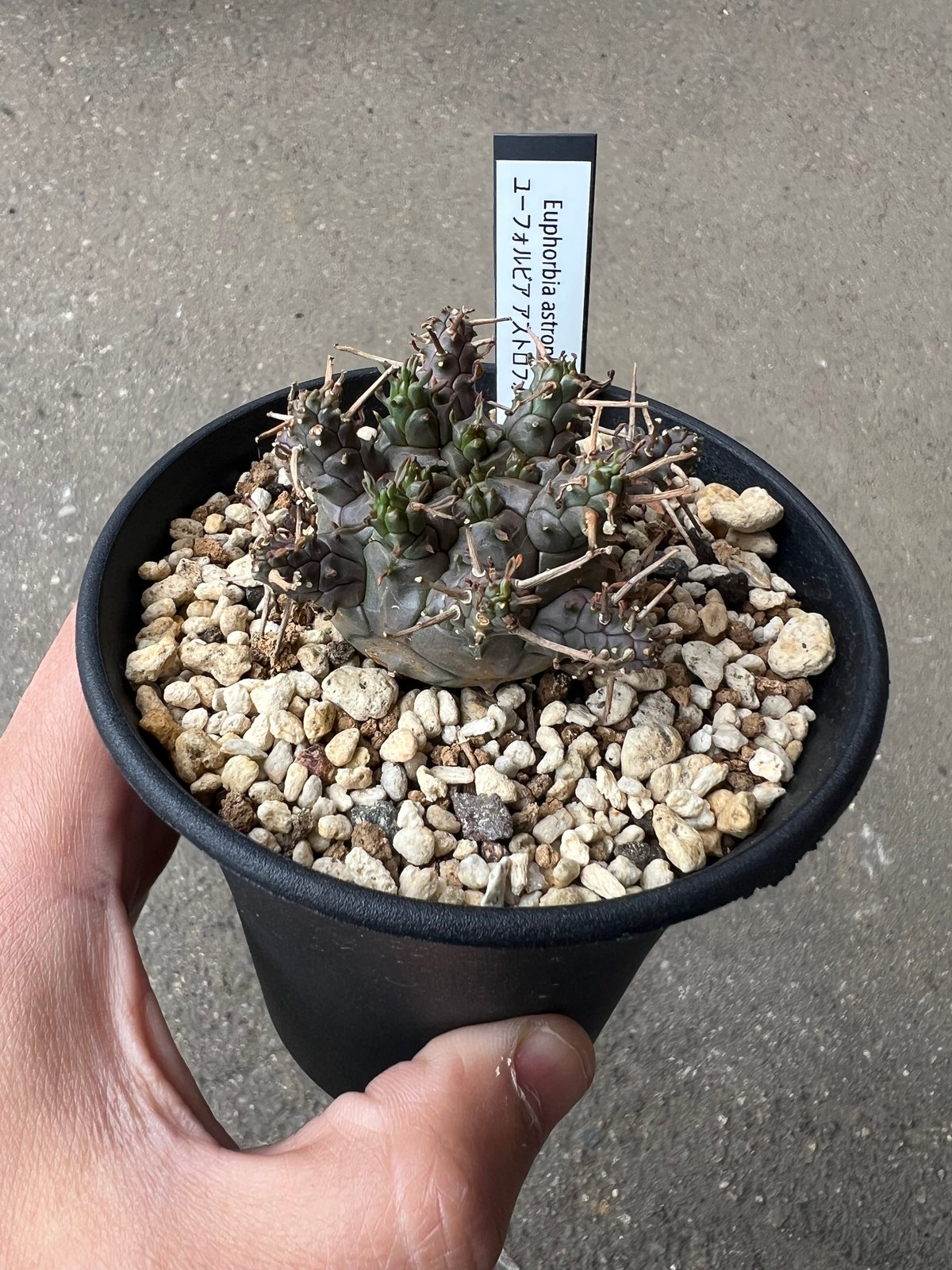 ユーフォルビア アストロフォラ ラスト1株 | STELLA.PLANTS