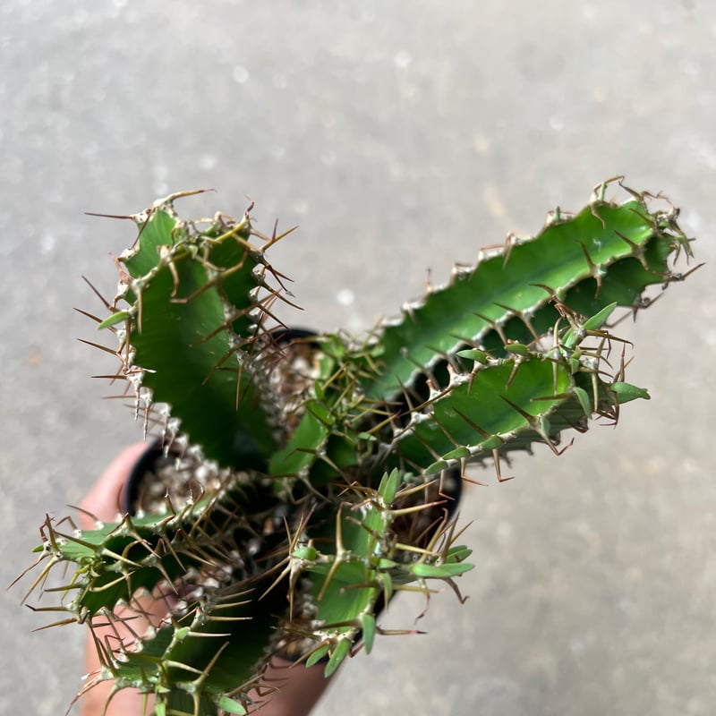 ユーフォルビア ムランジーナ5 | STELLA.PLANTS