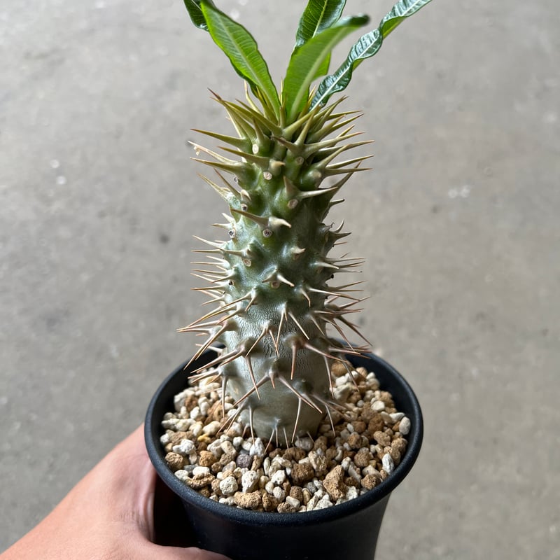 パキポディウム アンボンゲンセ4 | STELLA.PLANTS パキポディウム アンボンゲンセ4 | STELLA.PLANTS